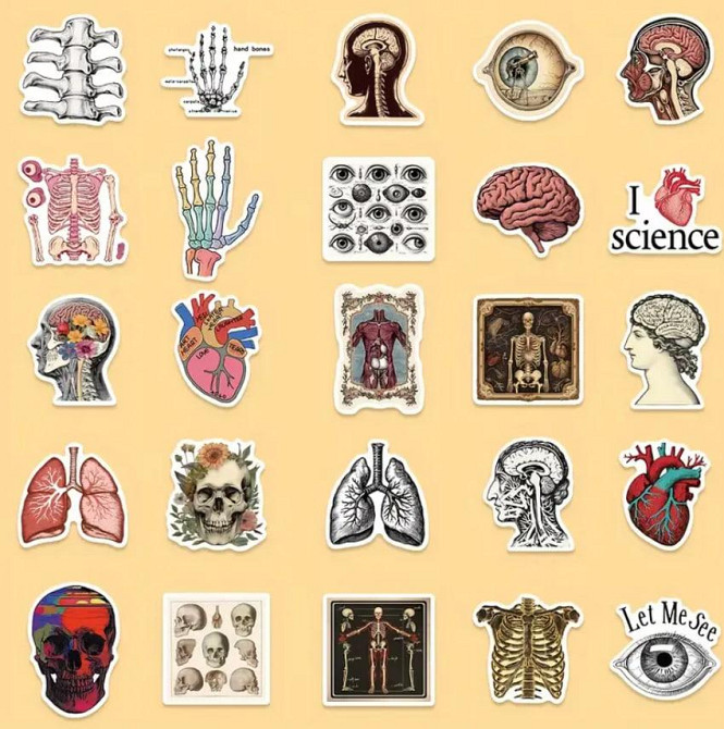 Анатомические наклейки 