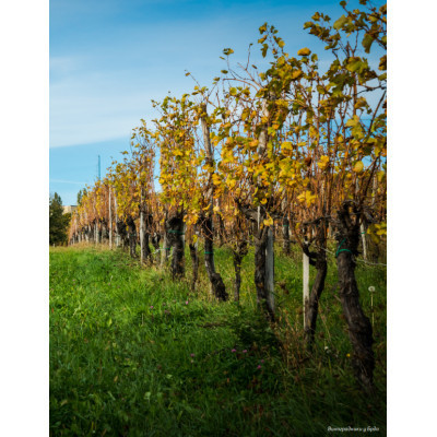 Книга Amber Revolution. Як світ закохався в оранжеве вино - Саймон Вулф, Раян Опаз Yakaboo Publishing (9786177544493) Винница - изображение 2