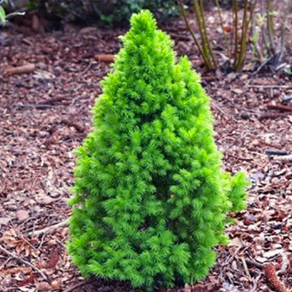 Саженцы ели канадской Зеленая Черновцы - изображение 2