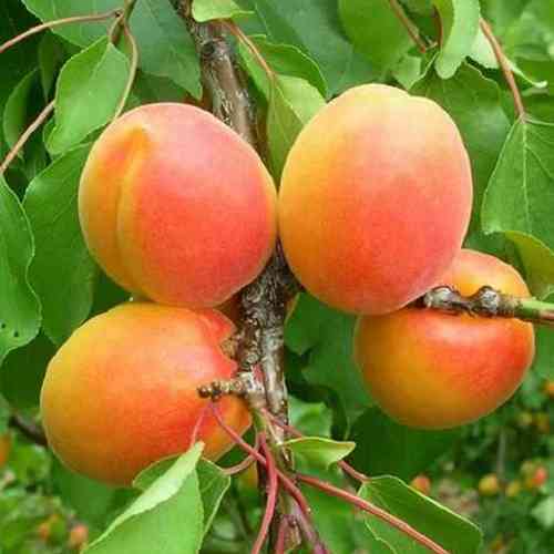 Саженцы абрикоса Джумбо Кот (привитый) - 2-летний Черновцы