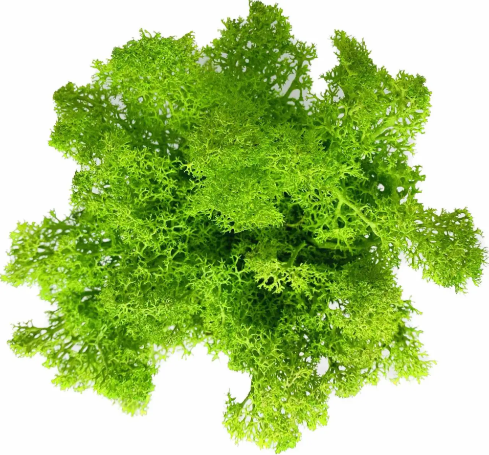 Кашпо горщик зі стабілізованим мохом Грут Groot G2 Вінниця - фото 11