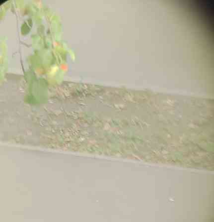 Бінокль РККА 1933 року Київ