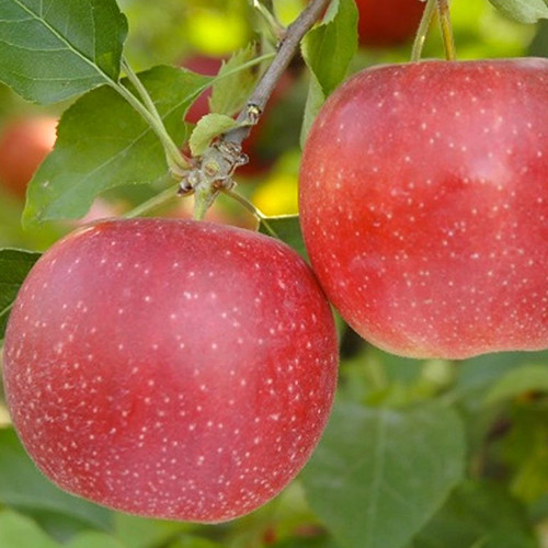 Саджанці яблуні Рубін (привитий) - 1-річний Чернівці - фото 1