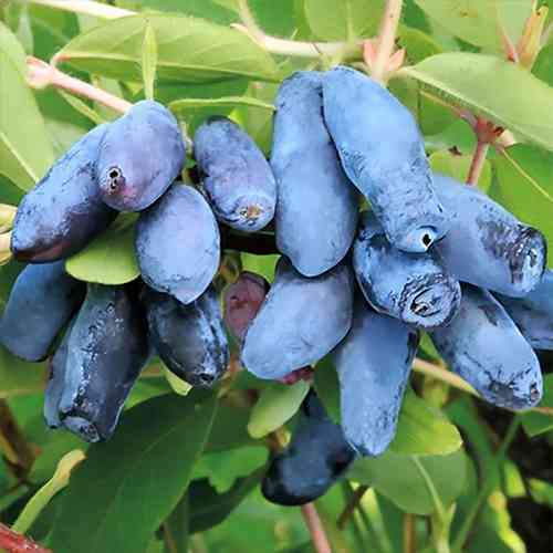 Саженцы жимолости Алисия (черенкованный) - 2-летний Черновцы