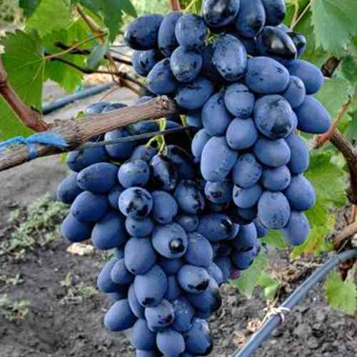 Саженцы винограда Фурор (черенкованный) - 1-летний Черновцы