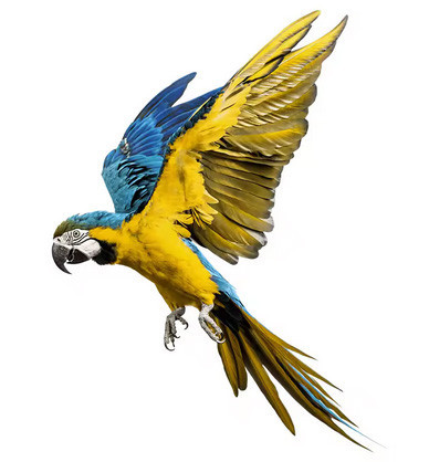 Наклейка на унитаз красивая Попугай Киев - изображение 1