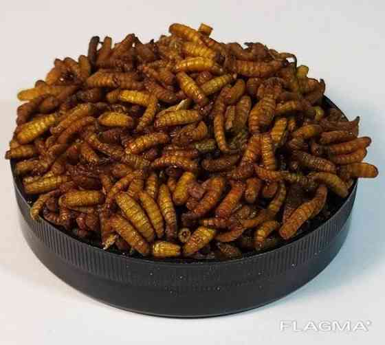 Опариш сухий "Maggot" тм Буся. Корм для рептилій, їжаків, птахів, великих риб. 450мл/160г Зміїв