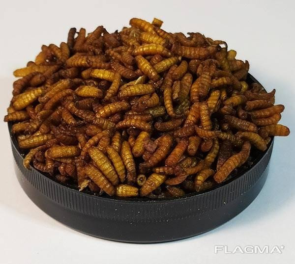 Опариш сухий "Maggot" тм Буся. Корм для рептилій, їжаків, птахів, великих риб. 450мл/160г Зміїв - фото 1