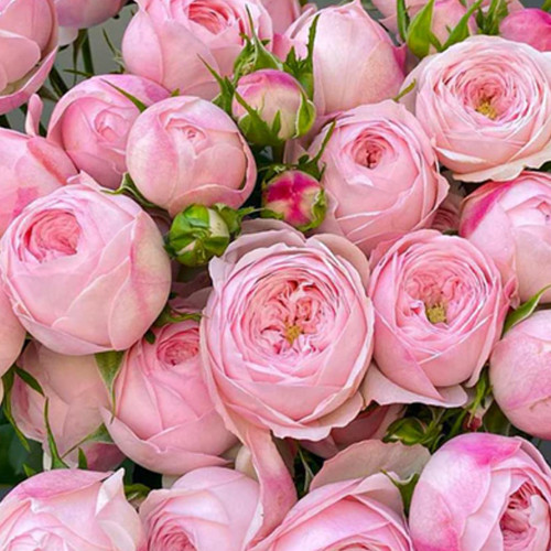 Саженцы роз Мэнсфилд Пинк Парк (привитый) - 2-летний Черновцы - изображение 1