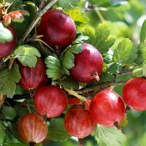 Саджанці агрусу Високий Замок (черенкований) - 2-річний Чернівці - фото 1