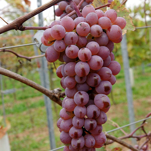 Cаджанці винограду Дністровський Рожевий (черенкований) - 1-річний Чернівці - фото 1