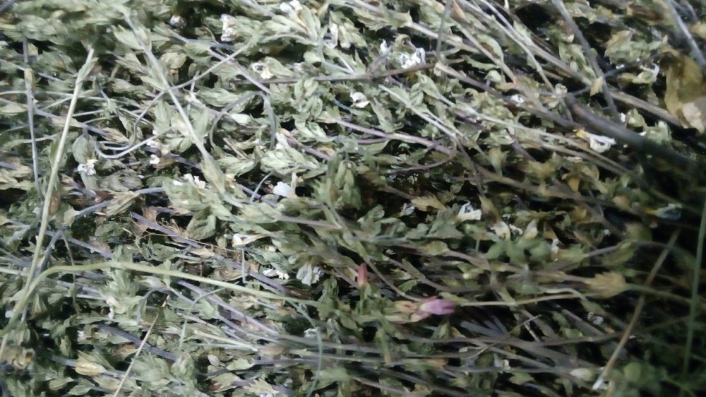 500г. Очанка трава MasterSEM Киев - изображение 1