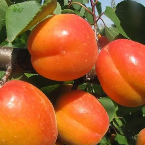 Саженцы абрикоса Колорадо (привитый) - 2-летний Черновцы - изображение 1