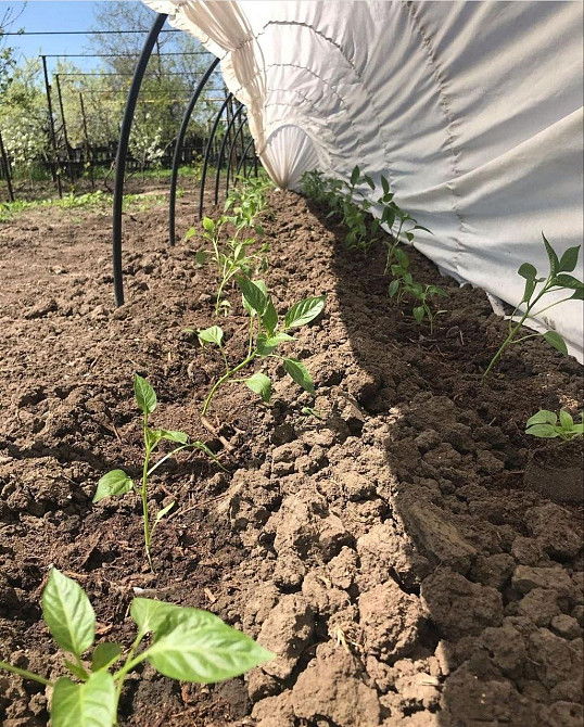 Теплица 15 м 60г/м2 Shadow готовый дуговой парник Днепр - изображение 2