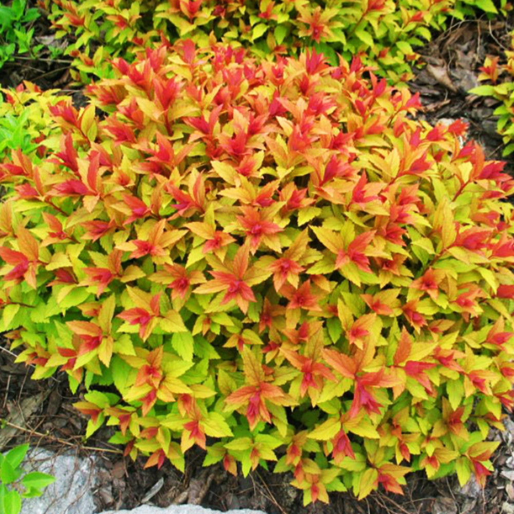 Саженцы японской спиреи Голд Флейм (черенкованный) Черновцы - изображение 2