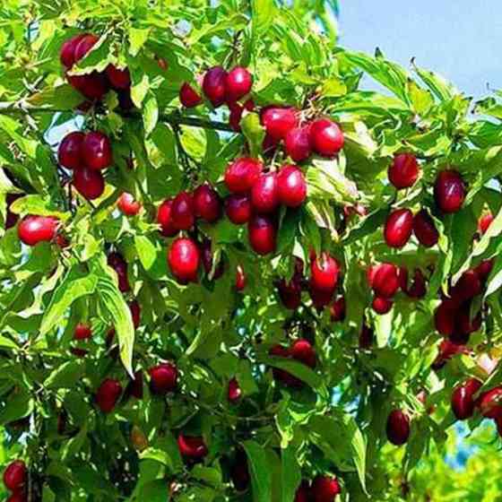 Саджанці кизилу Михайлівський (привитий) - 1-річний Чернівці