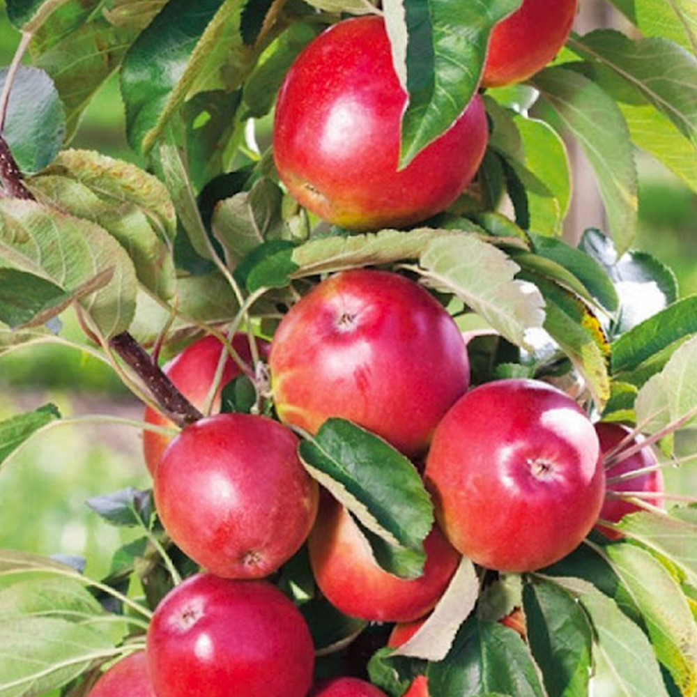 Саженцы колоновидной яблони Трайдент (привитый) Черновцы - изображение 2