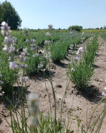 Лавандин Edelweiss, лаванда белого цвета горшок Р9 Ирпень