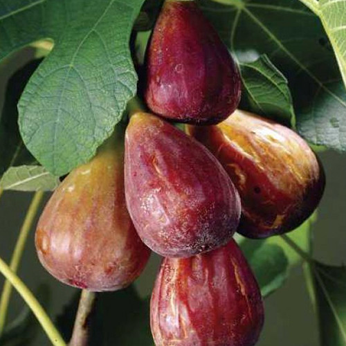 Саджанці інжиру Турецький Коричневий - 1-річний Чернівці - фото 1