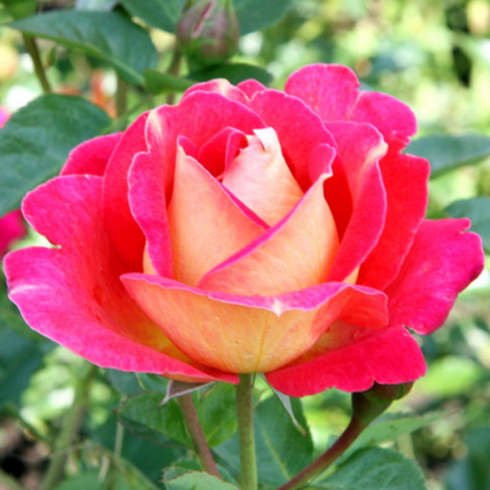 Саджанці плетистих троянд Павлине Око (привитий) Чернівці - фото 2