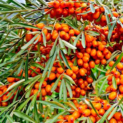 Саженцы облепихи Лебедь+Лыбидь (пара) - 2-летний Черновцы