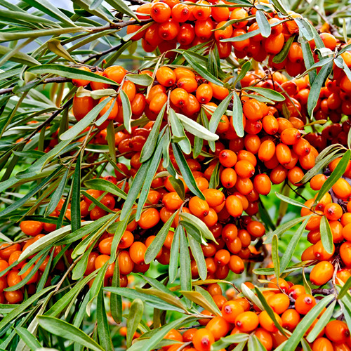 Саджанці обліпихи Лебідь+Либідь (Пара) - 2-річний Чернівці - фото 2