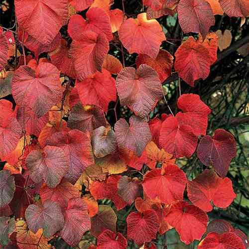 Cаджанці винограду Куанье (черенкований) - 2-річний Чернівці