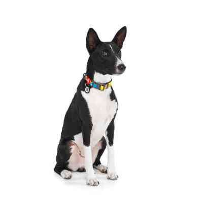 Нашийник для тварин WAUDOG Nylon з QR паспортом "Рік і Морті 1" пластиковий фастекс L (4503-0280) Вінниця