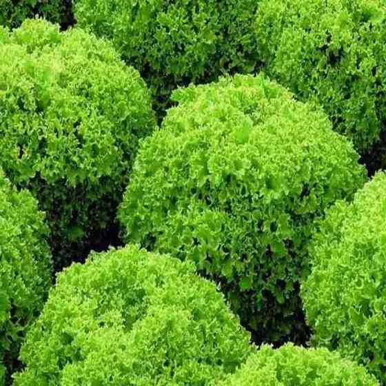 Семена Салат Локарно полукачаный 30 семян Rijk Zwaan Винница