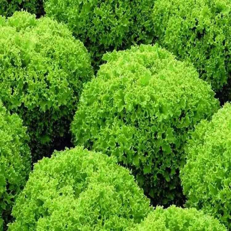 Семена Салат Локарно полукачаный 30 семян Rijk Zwaan Винница - изображение 1