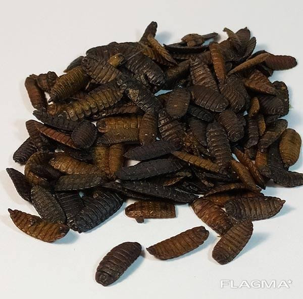 Чорна Львинка "Phoenix Worm" тм Буся. Корм для їжаків, птахів, гризунів, рептилій. 450мл/120г Зміїв - фото 1