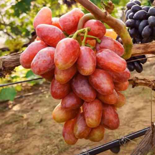 Саженцы винограда Князь Воронцов (черенкованный) - 1-летний Черновцы