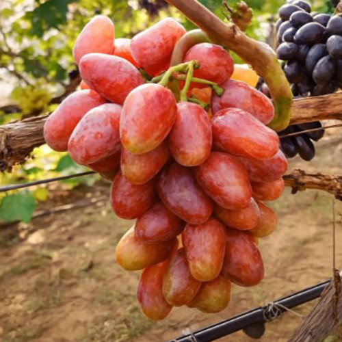 Саженцы винограда Князь Воронцов (черенкованный) - 1-летний Черновцы - изображение 1