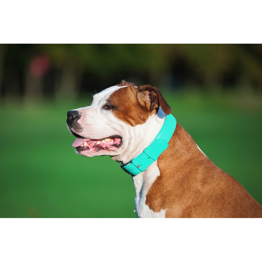 Нашийник для собак шкіряний WAUDOG Glamour з QR паспортом, без прикрас, L, Ш 25 мм, Дов 38-49 с Коломыя - изображение 2