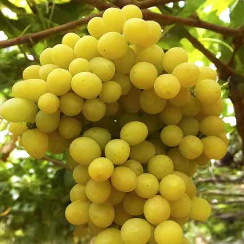 Cаджанці винограду Рататуй (черенкований) - 2-річний Чернівці