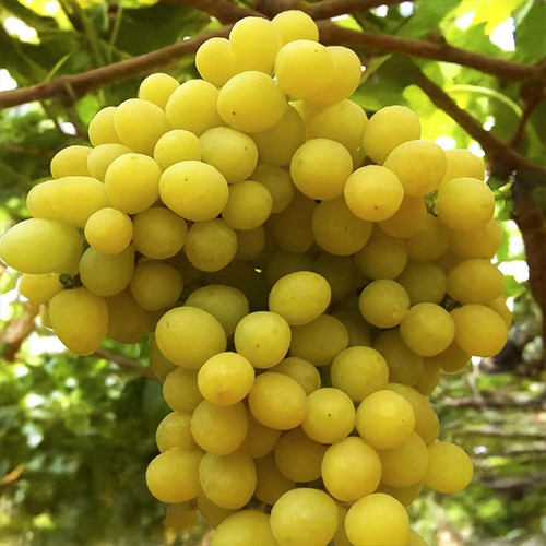 Саженцы винограда Рататуй (черенкованный) - 2-летний Черновцы - изображение 1