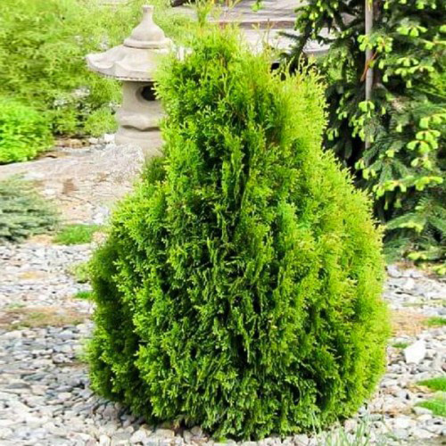 Саджанці туї Мікі Чернівці - фото 1