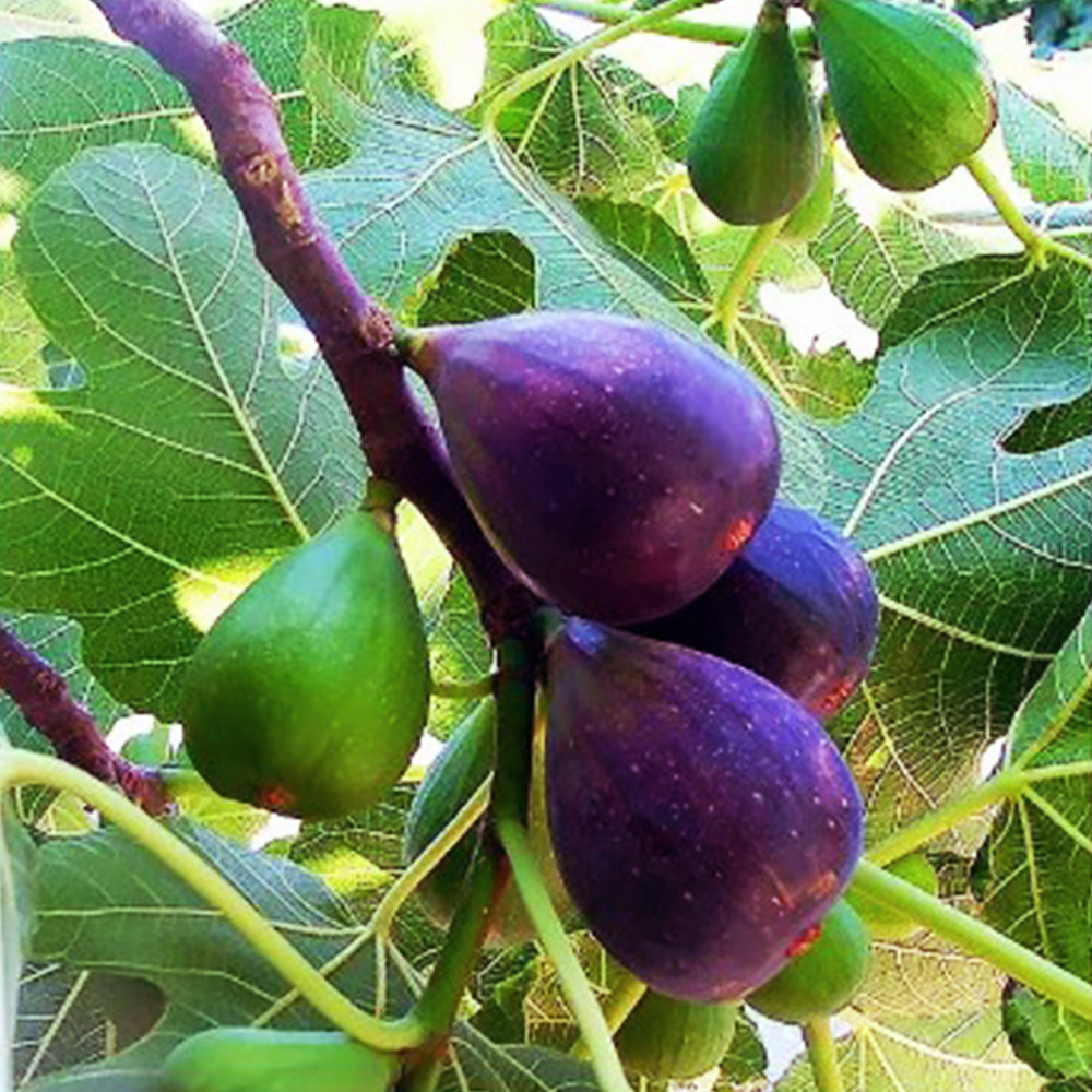 Саджанці інжиру Ранок Вероніки - 1-річний Чернівці - фото 1