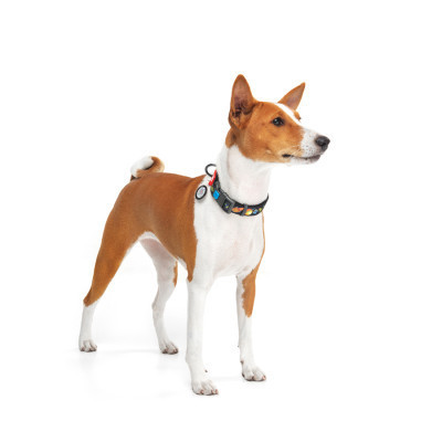 Ошейник для животных WAUDOG Nylon с QR паспортом "Рик и Морти 3" пластиковый фастекс XL (4504-0282) Винница - изображение 5