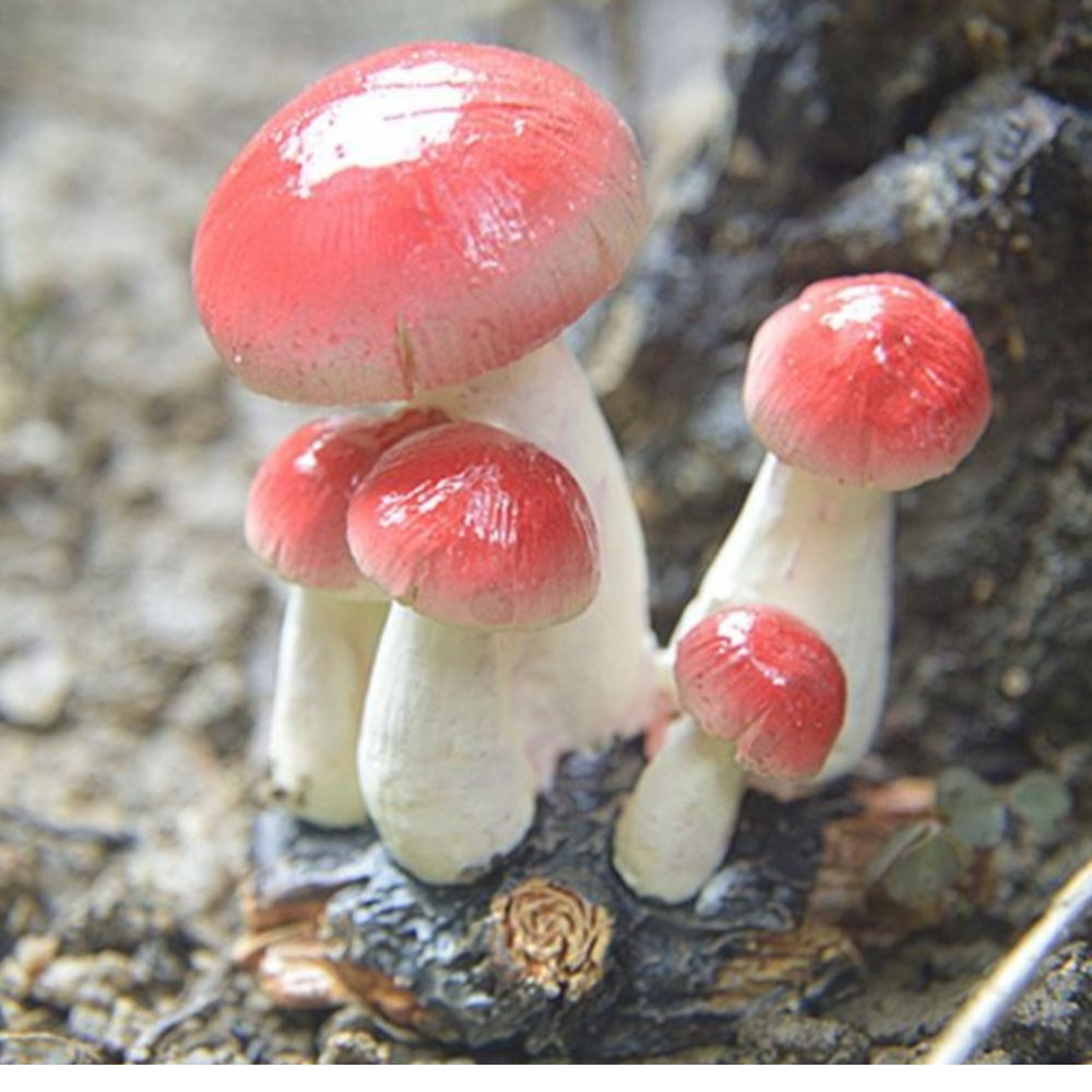 Садовые Грибы из полистоуна 5 х 4.5 х 3 см Одесса - изображение 5