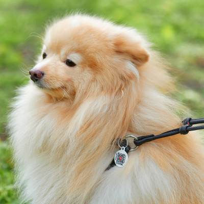 Шлей для собак WAUDOG Soft с QR паспортом круглая Д 6 мм А 26-46 см В 30-50 см черная (46231) Винница - изображение 4