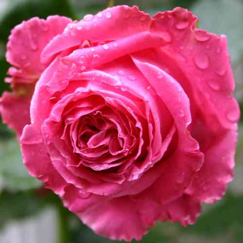 Саджанці троянд Огюст Ренуар (привитий) - 2-річний Чернівці