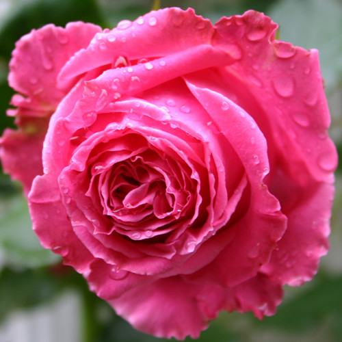 Саженцы роз Огюст Ренуар (привитый) - 2-летний Черновцы - изображение 1