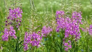 Иван-чай (Кипрей узколистный) 100г master sem Киев - изображение 2