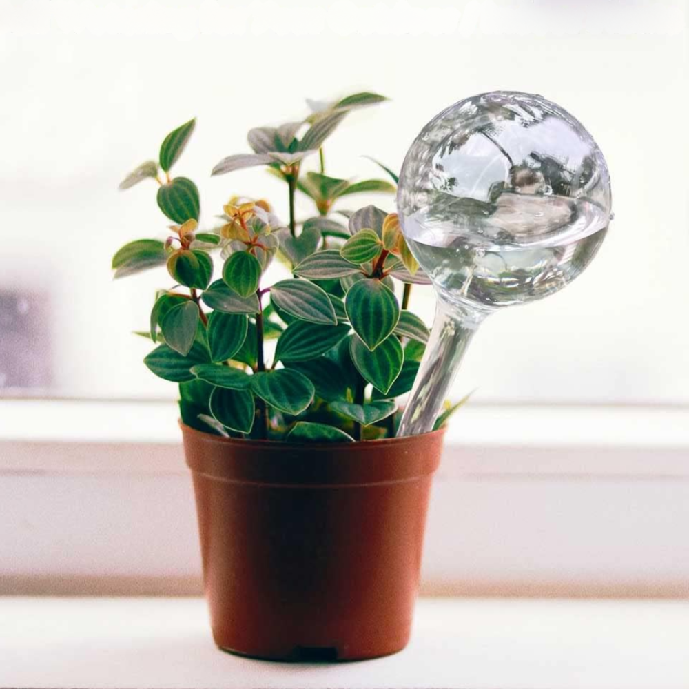 Колба для автоматического полива | Вазон в виде шара для сада, 4шт, капельный полив для растений, прозрачный Каменец-Подольский - изображение 2