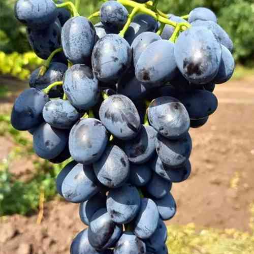 Саженцы винограда Черный Ястреб (черенкованный) - 1-летний Черновцы