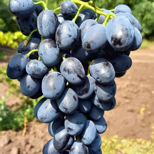 Саженцы винограда Черный Ястреб (черенкованный) - 1-летний Черновцы - изображение 1