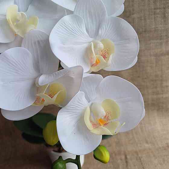 Штучна латексна орхідея VIP у пластиковому кашпо на одну гілку біла Дніпро