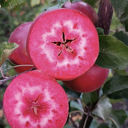 Саджанці яблуні Полунична (привитий) - 1-річний Чернівці - фото 1