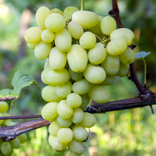 Саженцы винограда Бриллиант Мускатный (черенкованный) - 2-летний Черновцы - изображение 1